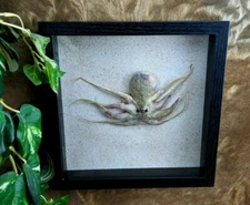 Octopus shadowbox display collectible specimen Curiosities oddity taxidermy