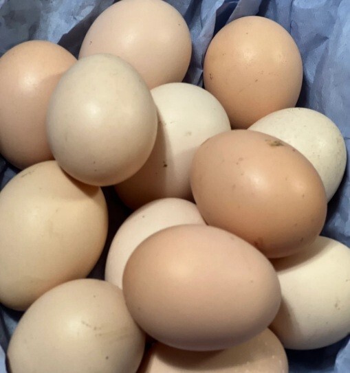 6 Asil / Aseel hatching eggs eBay