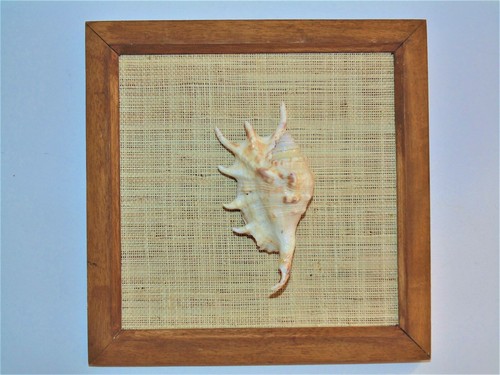FRAMED LAMBIS CHIRAGRA SPIDER WALL HANGING,TROPICAL BEACH DECOR NAUTICAL - Picture 4 of 4