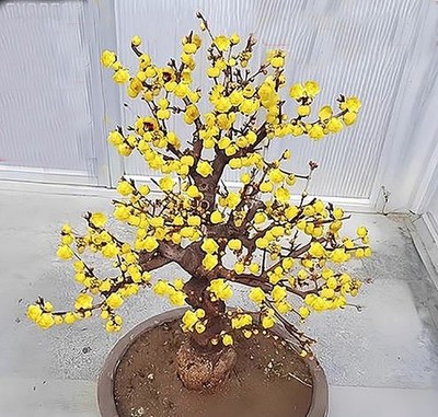 One Wintersweet Chimonanthus, 5 yr  bonsai tree. Grafting on wild  rootstock