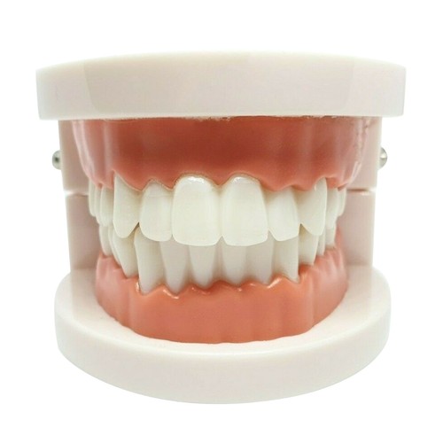 PVC Adult Standard Typodont Demonstration Teeth Model School Teaching Equipment - Afbeelding 2 van 11
