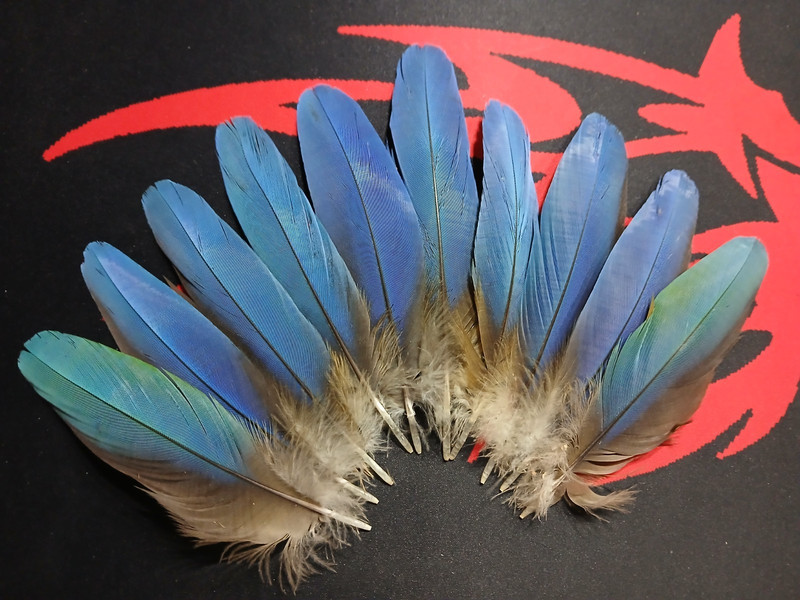 macaw feathers