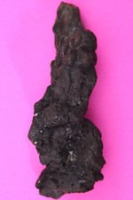 Giant Lizard Poop 5 Million Years Old Genuine Real Fossil Dinosaur Girl COA L13