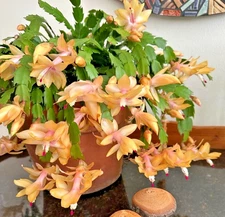 Yellow Christmas Cactus Plant 4-6"Tall Holiday Cactus Flower  in 2.5" Pot