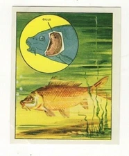 Science Facts 1955. How Fish breath