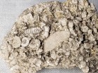 Crinoid Death Hash Plate Conglomerate Matrix Fossil 2" — photo 2