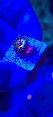 1 Frag - Bowling Green Massacre - Zoa Zoanthid - Soft Saltwater Reef Live Coral - Picture 4 of 10