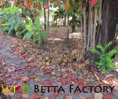 Indian Almond Catappa Leaves for Live Tropical Betta Fish in Aquarium Breed Tank