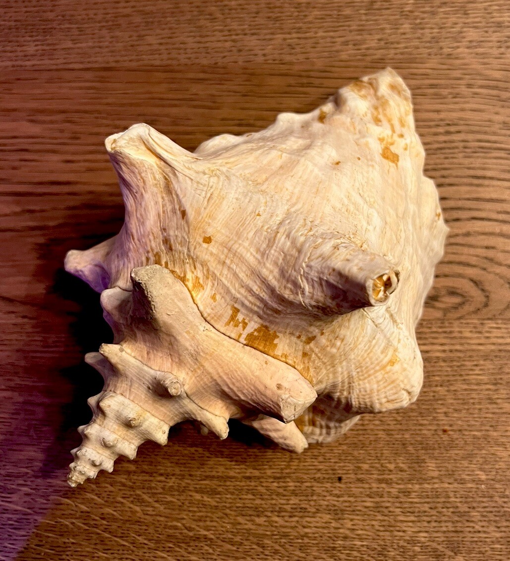 Large Conch Natural Seashell 8 Inch Nautical Beach | eBay