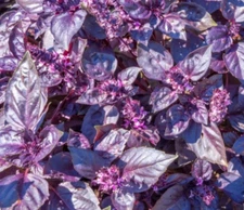 2,000 Dark Opal Basil Seeds | Heirloom / Non-GMO | Free Shipping | (2,000 Seeds)