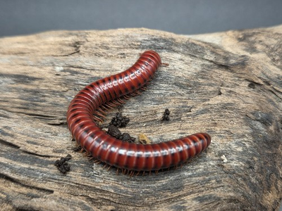 #ad Millipede Mozambique Red Fire RARE 1x JUVENILE Captive Bred $20.00