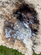 Agatized Fossil Coral, Lowndes County Georgia