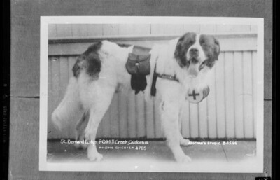 St Bernard Lodge P O Mill Creek California 1950s view OLD PHOTO 10