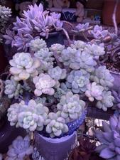 Rare Succulent-Sedum Pink Clavatum BIG Cluster Jelly Color Species Gorgeous!