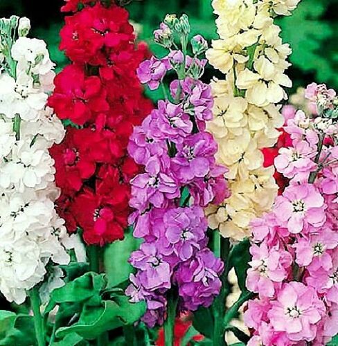 Matthiola incana seeds Levkoy Mix flower fragrant from Ukraine 0.2 g - Afbeelding 1 van 5