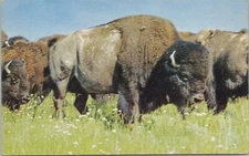 Animal~Grazing American Bison On Grassy Plains~Vintage Postcard