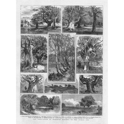 BUCKINGHAMSHIRE Widmung der Burnham-Buchen für den öffentlichen Gebrauch - antiker Druck 1883