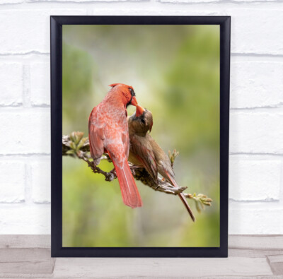 Kuss zärtliche Zärtlichkeit Umarmung Liebe Romantik romantischer Vogel Wandkunstdruck