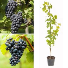 Black Grape Boskoop Glory Seedless Fruit Bush Vitis Vinifera Vine Plant 2L Pot