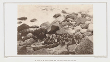 1908 Alaska Seal Harem St Paul's Island   McIntosh Burr Print