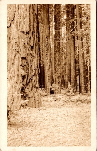 c1920 Redwood Trees Forest Fort Bragg California Vintage Real Photo Postcard