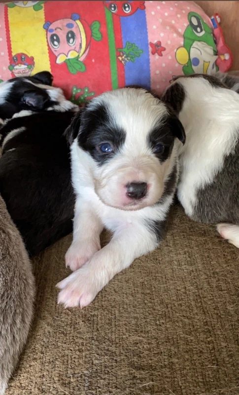Purebred Border Collie Puppies Dogs Puppies Gumtree Australia Warrnambool City Warrnambool 1259474793