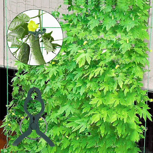Green Beans and Cucumbers Trellis 48 x 48 Inch Foldable A Frame Design - Picture 11 of 16