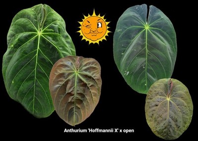 Anthurium 'Hoffmannii X' x open (A24)