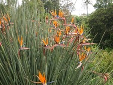 Strelitzia juncea leafless bird of paradise Plug plant