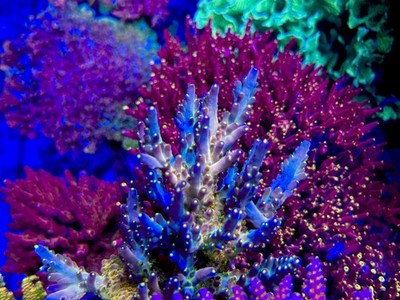 CCH Icarus - Live Coral Frag SPS/Acropora