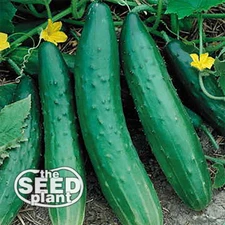 Sweet Burpless Cucumber Seeds - 25 SEEDS NON-GMO