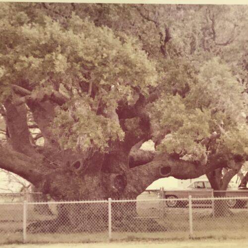 Vintage 1960 Color Photo The Big Tree Goose Island State Park Rockport Texas - Picture 1 of 4