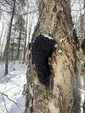 Fresh Harvested Chaga Mushroom Chunks