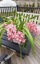 Cymbidium Ruby Sahara  Gemstone