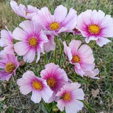 50 seeds Day Dream Cosmos  (Cosmos bipinnatus) -annual
