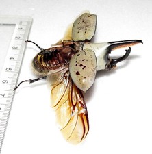 Dynastes granti MALE beetle Arizona USA MOUNT...