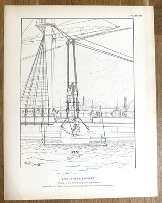 ''Bailing in the Case'' from Head of Sperm Whale 1887 Antique Whaling Print