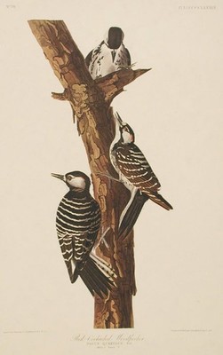 John James AUDUBON / Red-Cockaded Woodpecker From The Birds of America Amsterdam