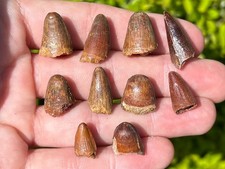 Morocco Crocodile Teeth Fossils LOT OF 10 Kem Kem Reptile Dinosaur