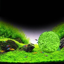 Super ANGEBOT 4 x 1000 St.Samen.Höhe ca5cm Aquarien Süswasser u.Feuchtterrarien