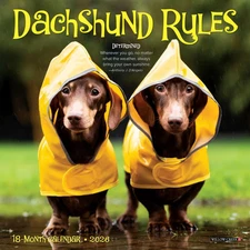 Willow Creek Press,  Dachshund Rules 2026 Mini Wall Calendar, 7'' X 7'', 18-Mont