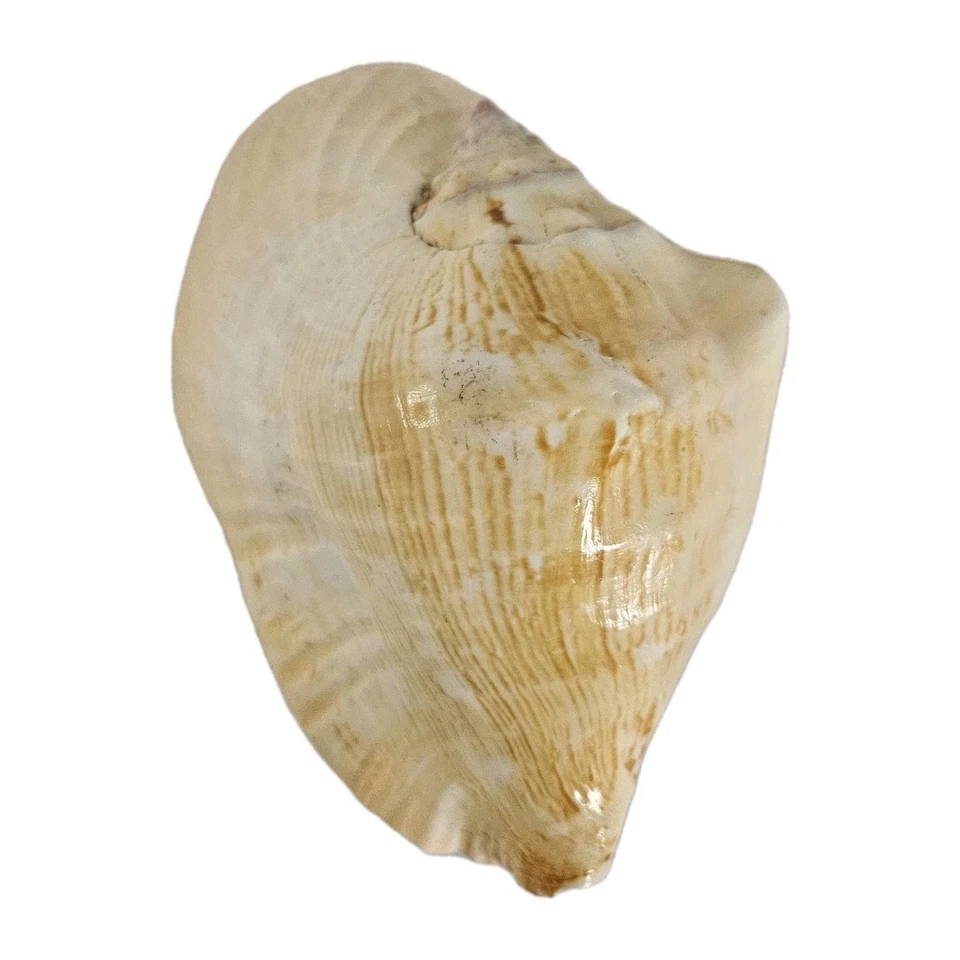 Large VTG Stombus Conch Shell 50's California Coast 7x4x2.5" Peach 1 lb. 4 oz. - Image 2 of 4