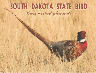 *South Dakota State Bird-/''Ring-Necked Pheasant...State BIrd'' (Postcard) {*TW-2}