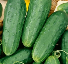 HOMEMADE PICKLES CUCUMBER SEEDS 50+ Vegetable GARDEN pickling FREE SHIPPING