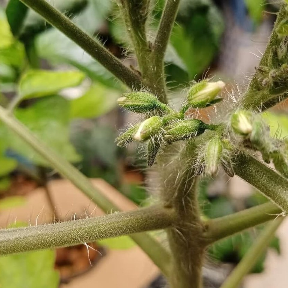 3 x Tomato Plants 'Moneymaker' Growing Plants in 9cm Pots Ideal for