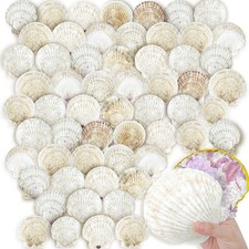60 PCS Scallop Shells Crafts Large Beach Natural Bulk DIY Home White 4-4.5 Inch