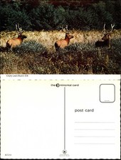Elk vintage unused 4x6 inch postcard