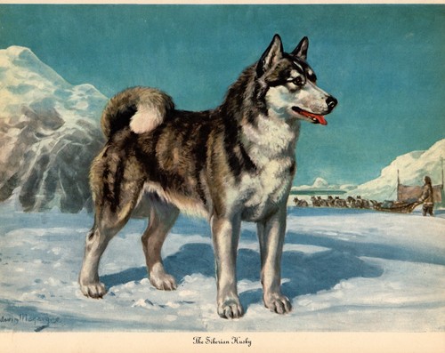 1942 Antique Siberian Husky Print Edwin Megargee Husky Art Illustration 6910d