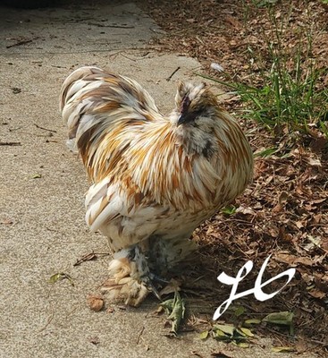 4+ Fertile Hatching Eggs - BARNYARD MIX - Silkie Svart Hona Mille Fleur Chicken