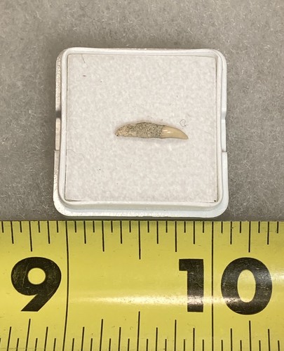 Porpoise Tooth from Shark Tooth Hill - Ernst Quarry: Bakersfield, California - Picture 3 of 3